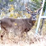 Whitetail Deer Hunting Texas