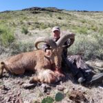 Aoudad Exotic Hunting Texas
