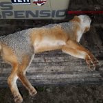 Fox Hunting Texas