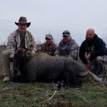 Nilgai Exotic Hunting Texas