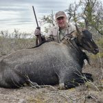 Nilgai Exotic Hunting Texas