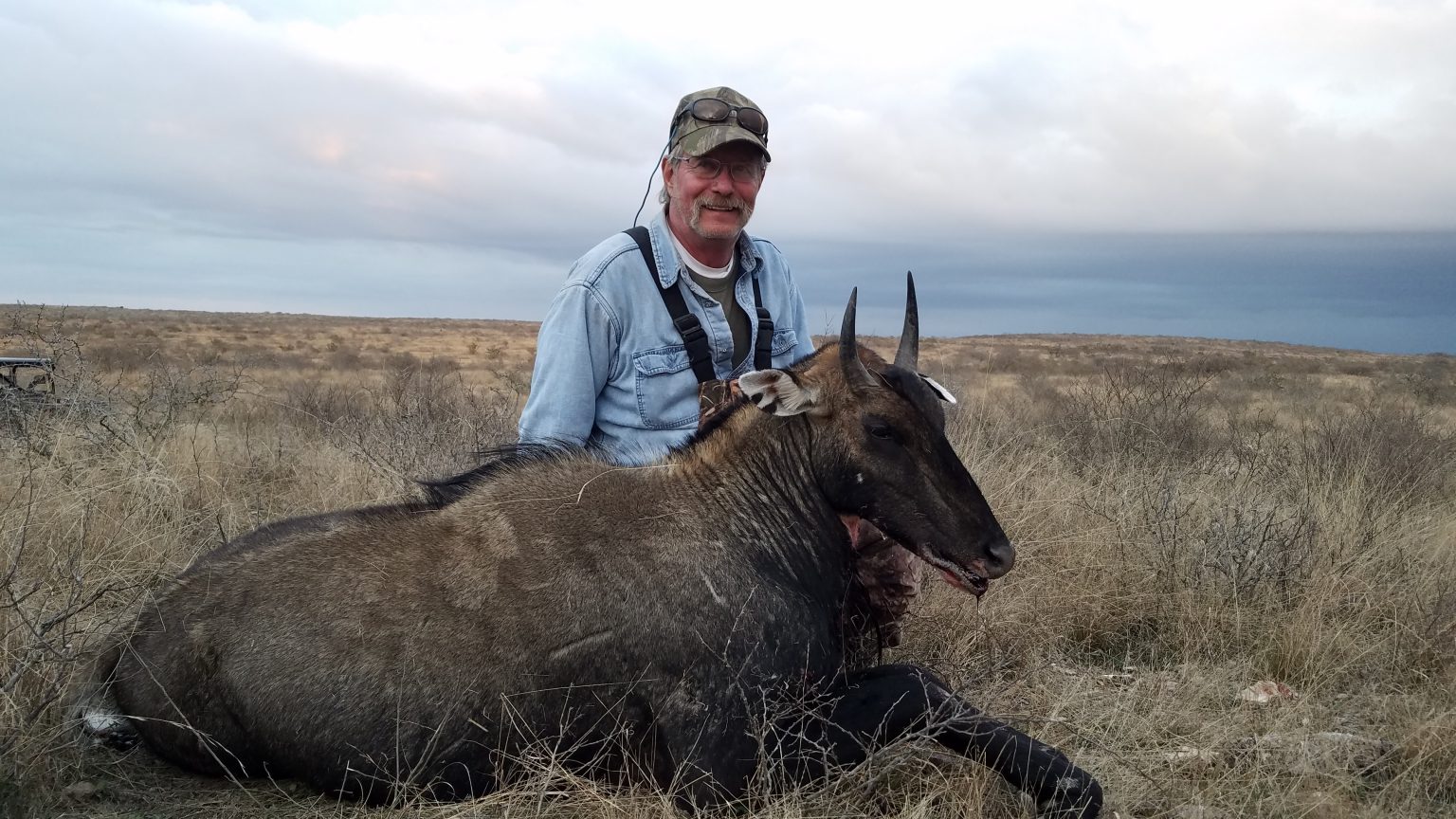 nilgai-john-p-boerschig-ranches