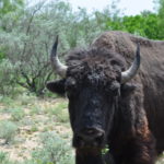 Buffalo Bison Exotic Hunting Texas