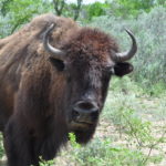 Buffalo Bison Exotic Hunting Texas