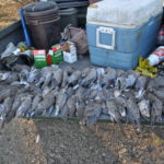 Dove Hunting Texas