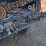 Dove Hunting Texas