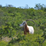 Scimitar Horned Oryx Exotic Hunting Texas